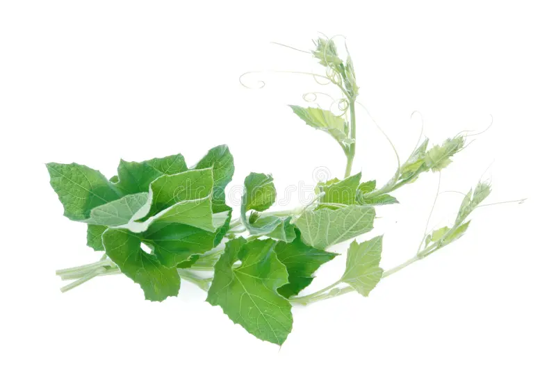 LAUKI LEAF 200- 250 GM