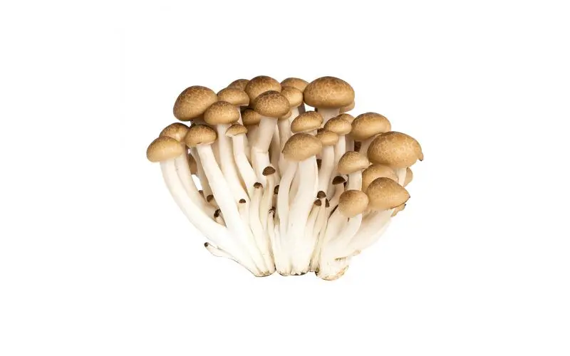 BROWN SHIMEJI MUSHROOM -125GM