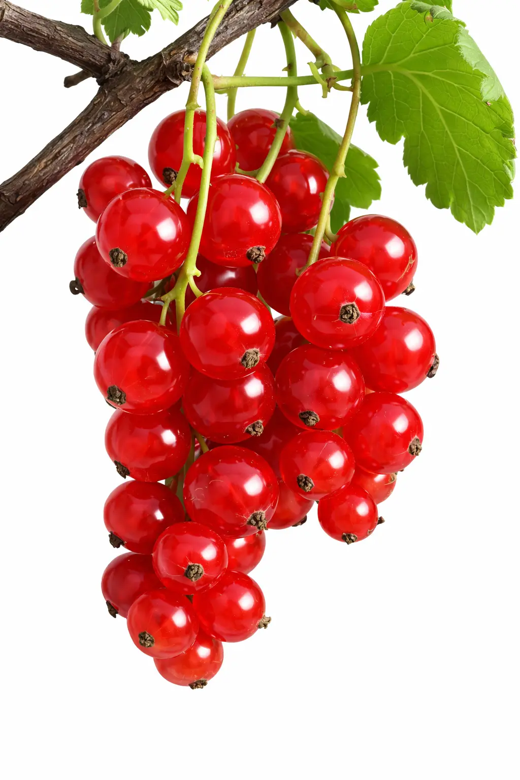 RED CURRANT PKT