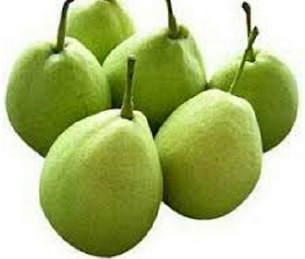 PEAR KASHMIR NAKH